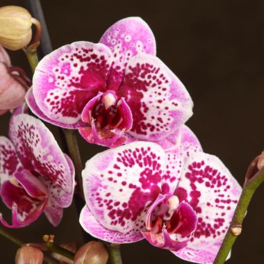 Орхидея Фаленопсис Хеппи Герл 2 ст &mdash; Luxury Plants