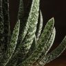 Гастерия 25/12 фото 4 &mdash; Luxury Plants