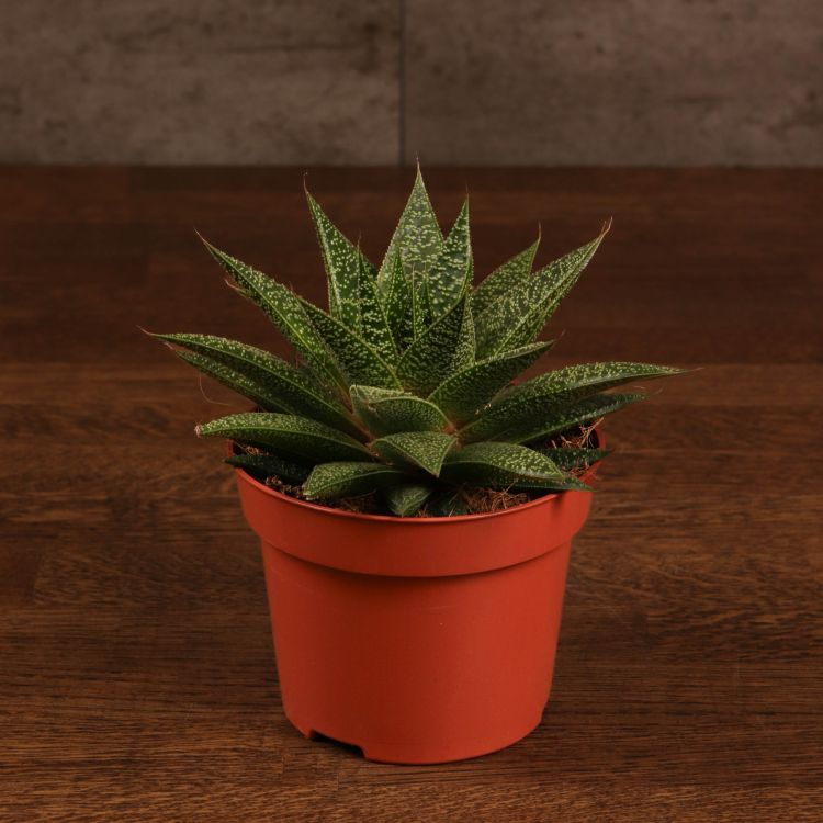 Гастерия 25/12 фото 1 &mdash; Luxury Plants