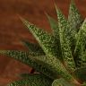 Гастерия 25/12 фото 2 &mdash; Luxury Plants