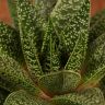Гастерия 25/12 фото 3 &mdash; Luxury Plants