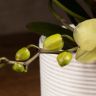 Орхидея Фаленопсис Полка Дотс Еллоу в подарочной коробке фото 4 &mdash; Luxury Plants