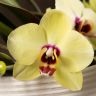 Орхидея Фаленопсис Полка Дотс Еллоу в подарочной коробке фото 2 &mdash; Luxury Plants