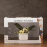 Орхидея Фаленопсис Полка Дотс Еллоу в подарочной коробке фото 7 &mdash; Luxury Plants