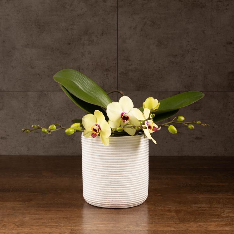 Орхидея Фаленопсис Полка Дотс Еллоу в подарочной коробке фото 1 &mdash; Luxury Plants