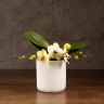 Орхидея Фаленопсис Полка Дотс Еллоу в подарочной коробке фото 1 &mdash; Luxury Plants