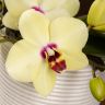 Орхидея Фаленопсис Полка Дотс Еллоу в подарочной коробке фото 5 &mdash; Luxury Plants