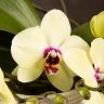 Орхидея Фаленопсис Полка Дотс Еллоу в подарочной коробке фото 6 &mdash; Luxury Plants