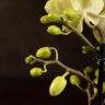 Орхидея Фаленопсис Boguetto лайм фото 3 &mdash; Luxury Plants
