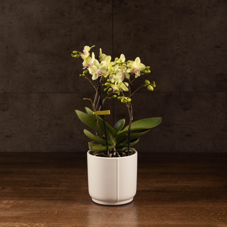 Орхидея Фаленопсис Boguetto лайм фото 1 &mdash; Luxury Plants