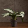 Аглаонема Сильвер Мун 30/12 фото 1 &mdash; Luxury Plants