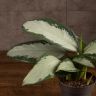 Аглаонема Сильвер Мун 30/12 фото 2 &mdash; Luxury Plants