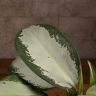 Аглаонема Сильвер Мун 30/12 фото 3 &mdash; Luxury Plants