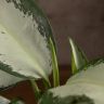 Аглаонема Сильвер Мун 30/12 фото 4 &mdash; Luxury Plants