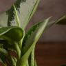 Аглаонема Сильвер Мун 30/12 фото 5 &mdash; Luxury Plants