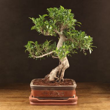 Бонсай Фикус 70см &mdash; Luxury Plants