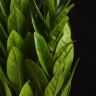 Замиокулькас 40/10 фото 2 &mdash; Luxury Plants