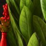 Замиокулькас 40/10 фото 3 &mdash; Luxury Plants