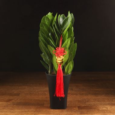 Замиокулькас 40/10 &mdash; Luxury Plants