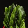 Замиокулькас 40/10 фото 5 &mdash; Luxury Plants