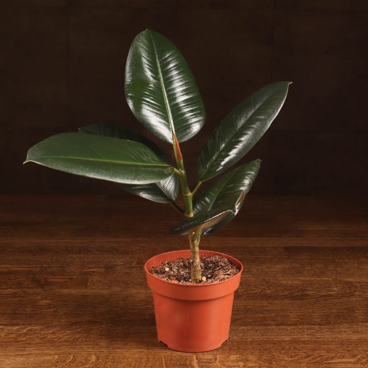 Фикус Эластика Робуста 50/12 фото 1 &mdash; Luxury Plants