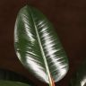Фикус Эластика Робуста 50/12 фото 2 &mdash; Luxury Plants