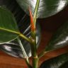 Фикус Эластика Робуста 50/12 фото 4 &mdash; Luxury Plants