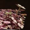 Каллизия Розато 20/10 фото 3 &mdash; Luxury Plants