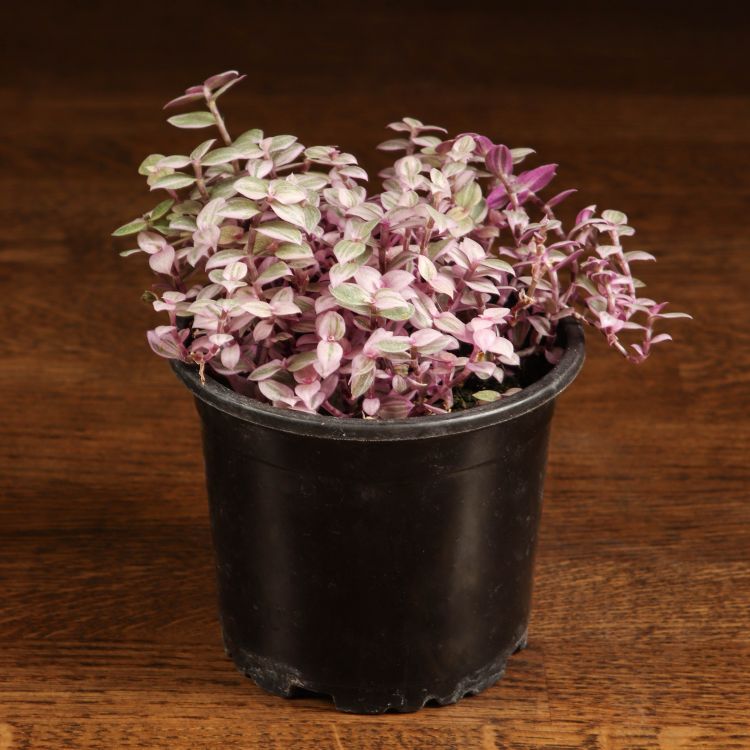 Каллизия Розато 20/10 фото 1 &mdash; Luxury Plants