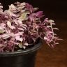 Каллизия Розато 20/10 фото 5 &mdash; Luxury Plants