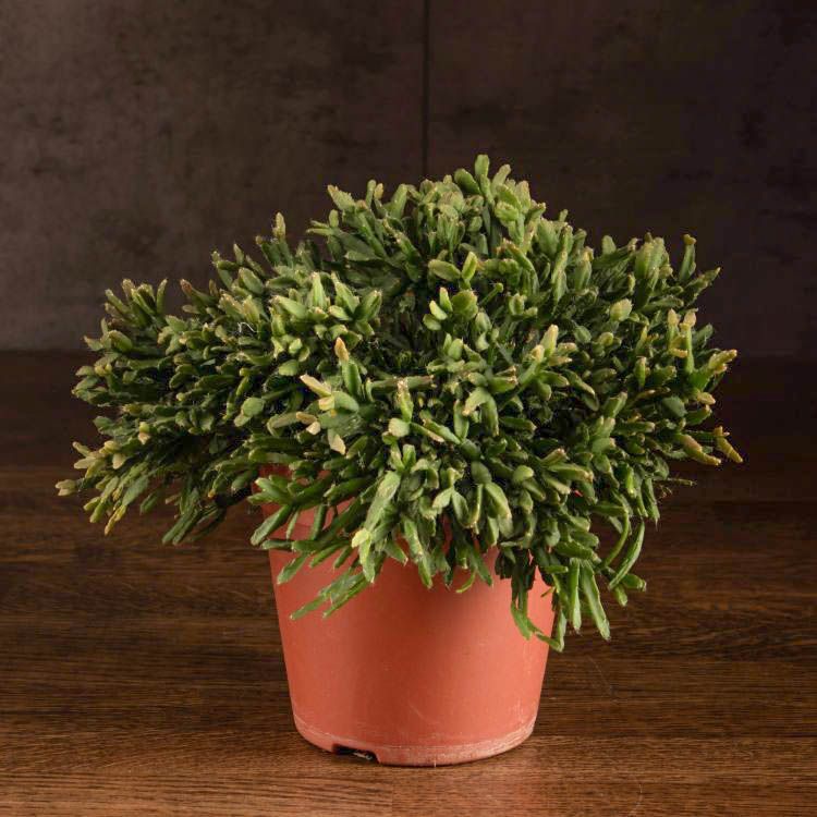 Рипсалис Эвальдиана 20/12 фото 1 &mdash; Luxury Plants