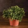 Рипсалис Эвальдиана 20/12 фото 1 &mdash; Luxury Plants