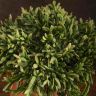 Рипсалис Эвальдиана 20/12 фото 2 &mdash; Luxury Plants