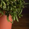 Рипсалис Эвальдиана 20/12 фото 3 &mdash; Luxury Plants