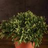 Рипсалис Эвальдиана 20/12 фото 4 &mdash; Luxury Plants