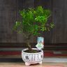 Бонсай Мирт в белой китайской керамике 30 см фото 1 &mdash; Luxury Plants