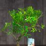 Бонсай Мирт в белой китайской керамике 30 см фото 2 &mdash; Luxury Plants