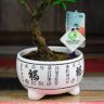 Бонсай Мирт в белой китайской керамике 30 см фото 4 &mdash; Luxury Plants