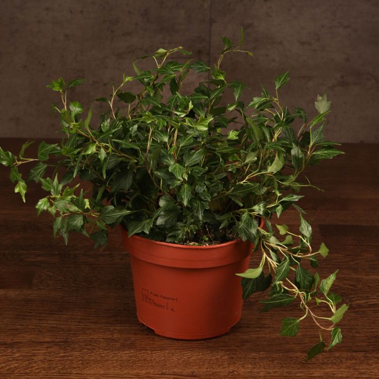 Хедера Голден Колибри D12 фото 1 &mdash; Luxury Plants