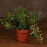 Хедера Голден Колибри D12 фото 1 &mdash; Luxury Plants