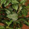 Хедера Голден Колибри D12 фото 2 &mdash; Luxury Plants