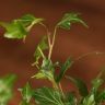 Хедера Голден Колибри D12 фото 3 &mdash; Luxury Plants