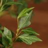Хедера Голден Колибри D12 фото 4 &mdash; Luxury Plants