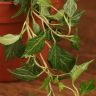 Хедера Голден Колибри D12 фото 5 &mdash; Luxury Plants