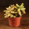 Седум Адольфи 15/12 фото 1 &mdash; Luxury Plants