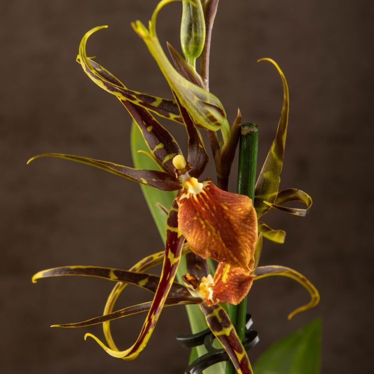 Орхидея Брассия Мистик Мейз фото 1 &mdash; Luxury Plants