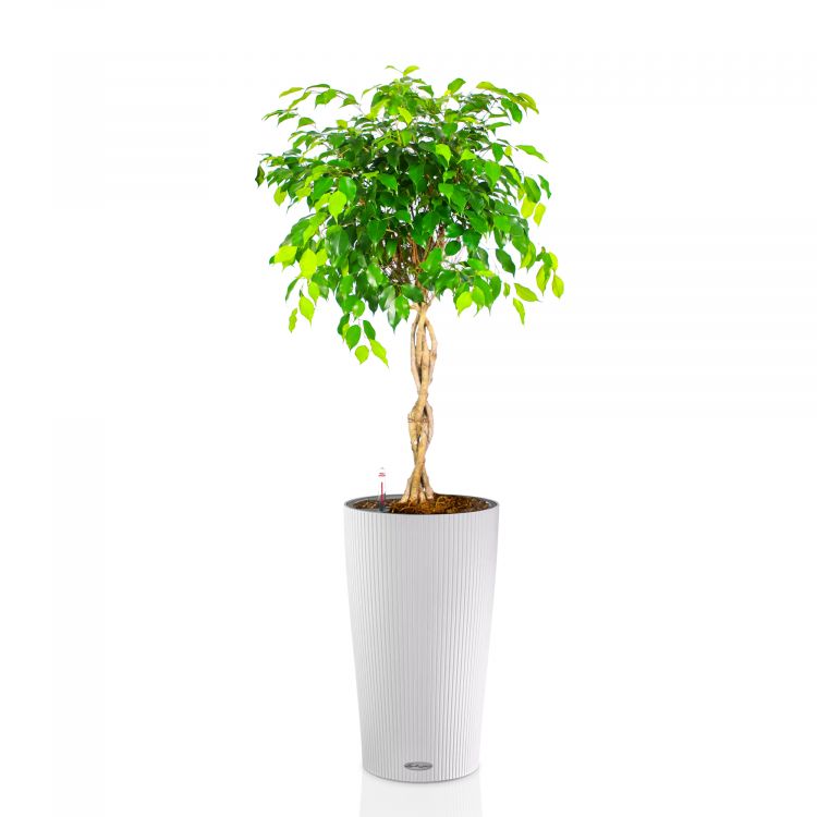 Фикус Экзотика переплетенный в кашпо Lechuza Cilindro Color 32 фото 1 &mdash; Luxury Plants