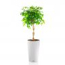 Фикус Экзотика переплетенный в кашпо Lechuza Cilindro Color 32 фото 1 &mdash; Luxury Plants