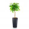 Фикус Экзотика переплетенный в кашпо Lechuza Cilindro Color 32 фото 3 &mdash; Luxury Plants