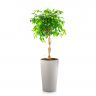 Фикус Экзотика переплетенный в кашпо Lechuza Cilindro Color 32 фото 2 &mdash; Luxury Plants